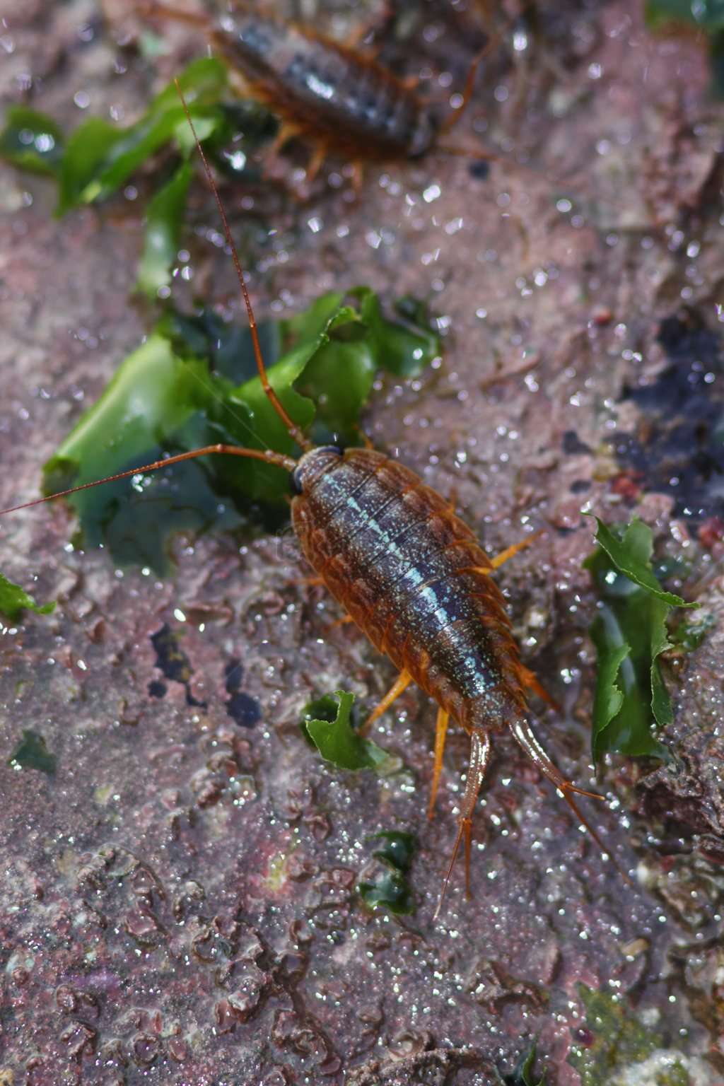 海草边的海蟑螂